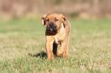 TOSA INU 149
